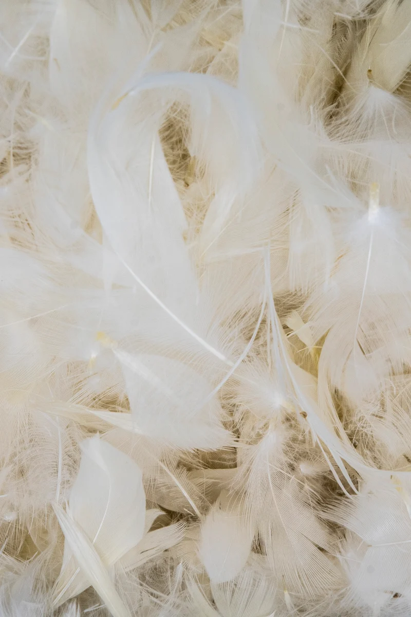 Relleno de pluma de ave – Aislante natural, ligero y térmico para cojines y almohadas