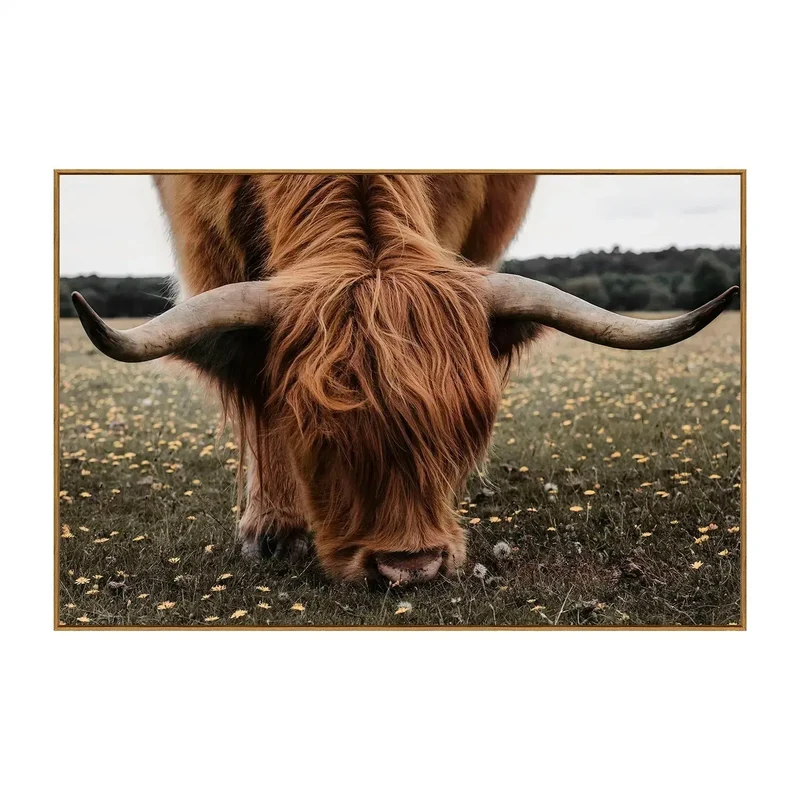 Cuadro de Vaca Escocesa